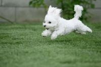 poodle running